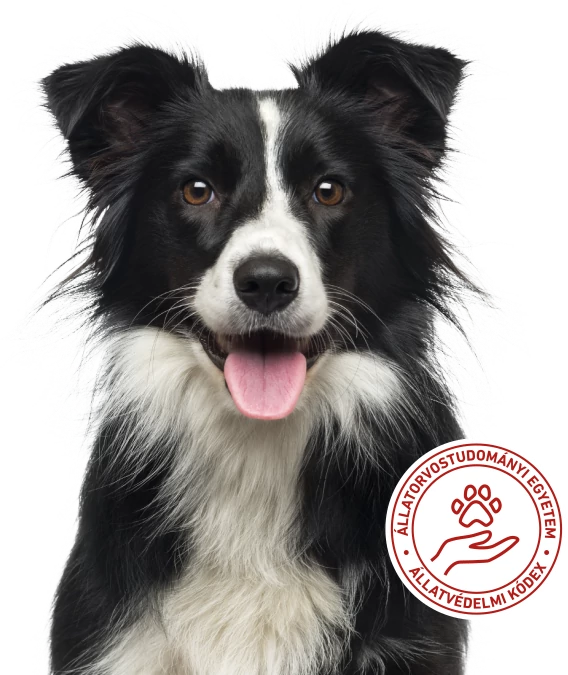 DrDog Jointplus Állatorvostudományi egyetem